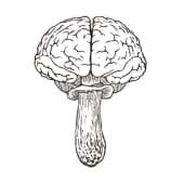 The Brainfood Mushroom Company Logo