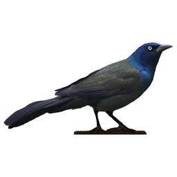 Blackbird BI LLC Logo