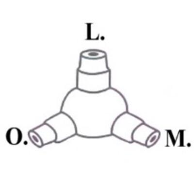 O.L.M. Srl Logo