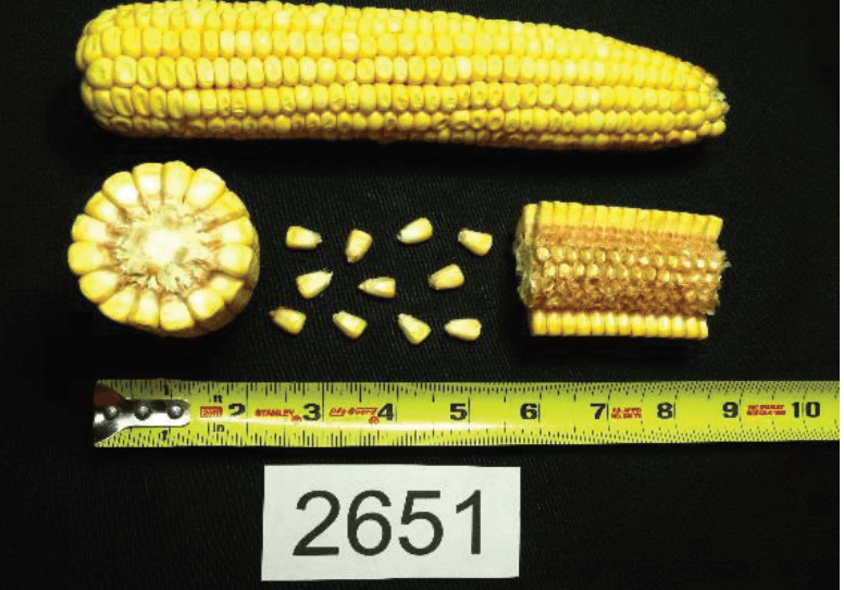 Product A2651 - Augusta Seed image