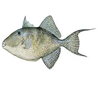 Product Triggerfish – Seafood Products Offered By Beacon Fisheries image
