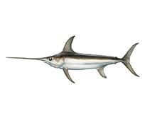 Product Swordfish – Seafood Products Offered By Beacon Fisheries image