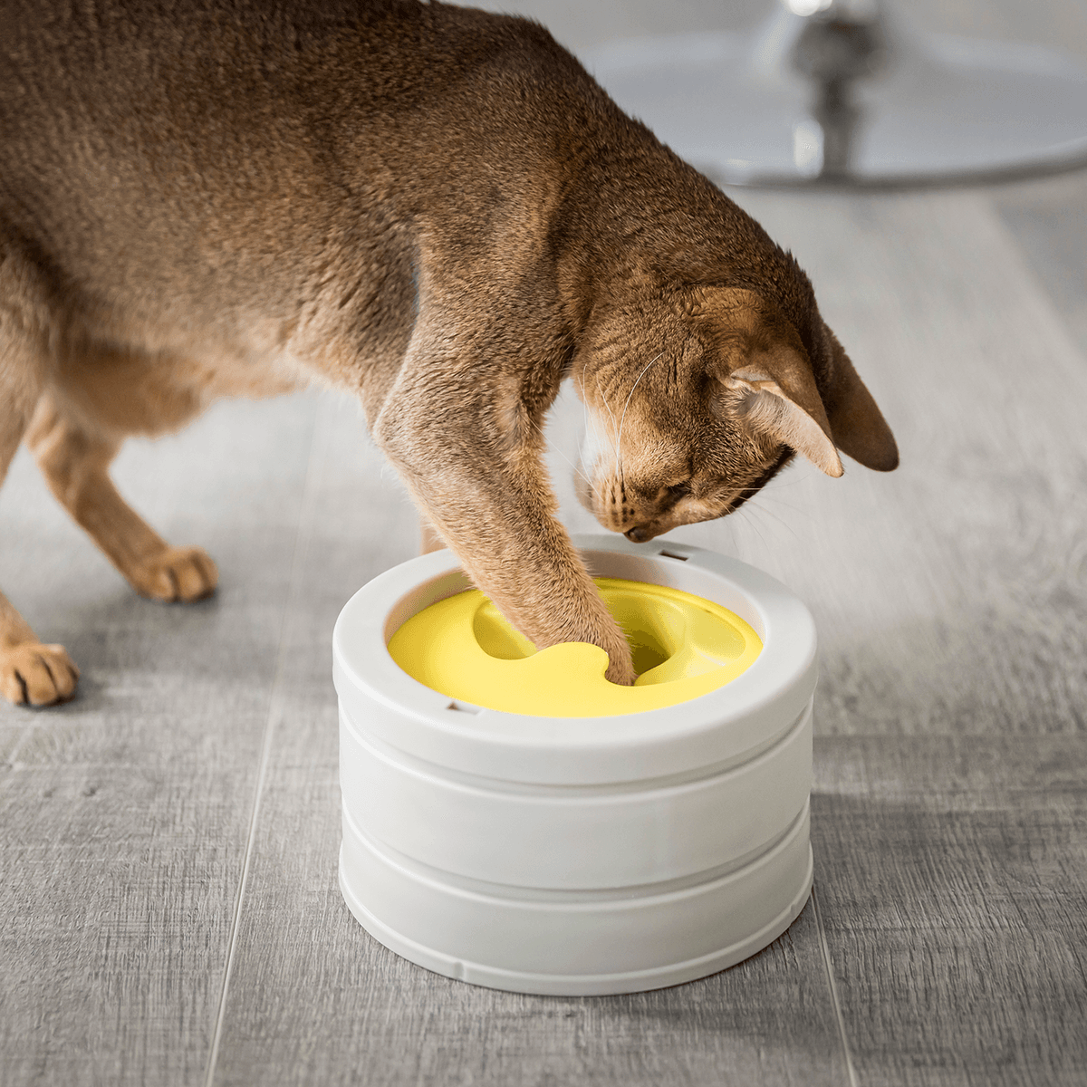 Product 
      Intellikatt award winning interactive cat bowl
 – BeOneBreed image