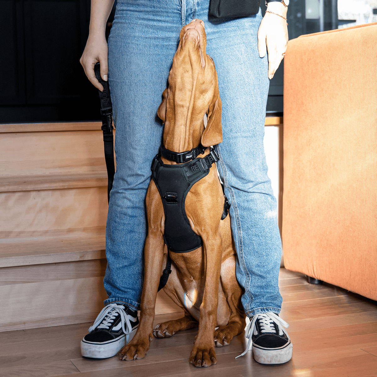Product 
      Neoprene padded dog harness
 – BeOneBreed image