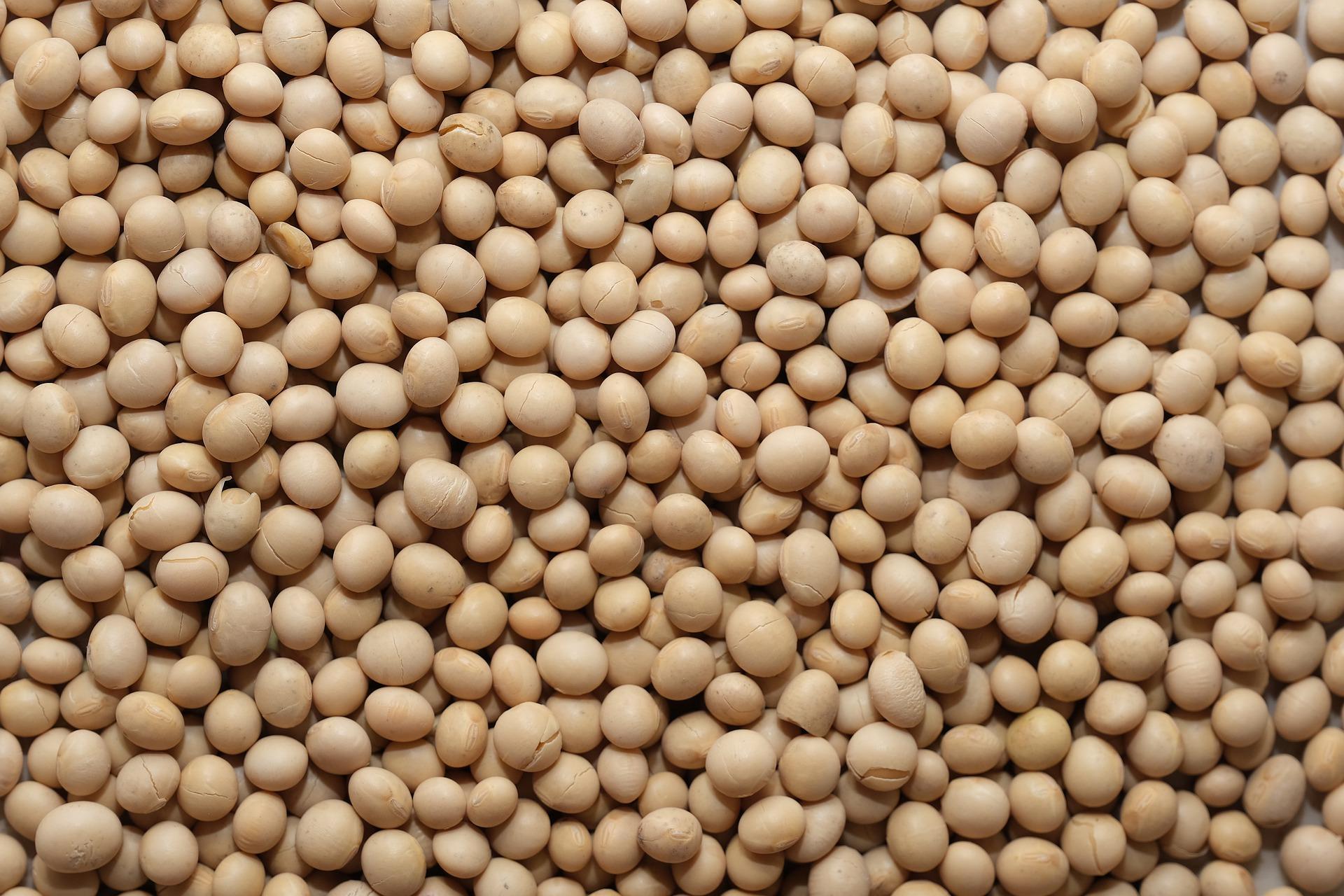 Product 
	Peterson Genetics Soybean Product Guide | Our Work | Far Reach
 image