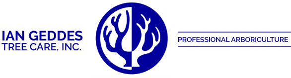 Product Emergency Tree Service – Pruning Service image