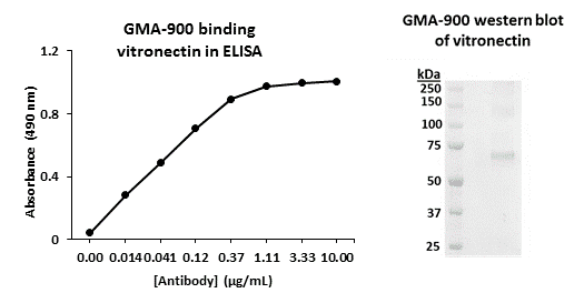 Product GMA-900 - Green Mountain Antibodies image