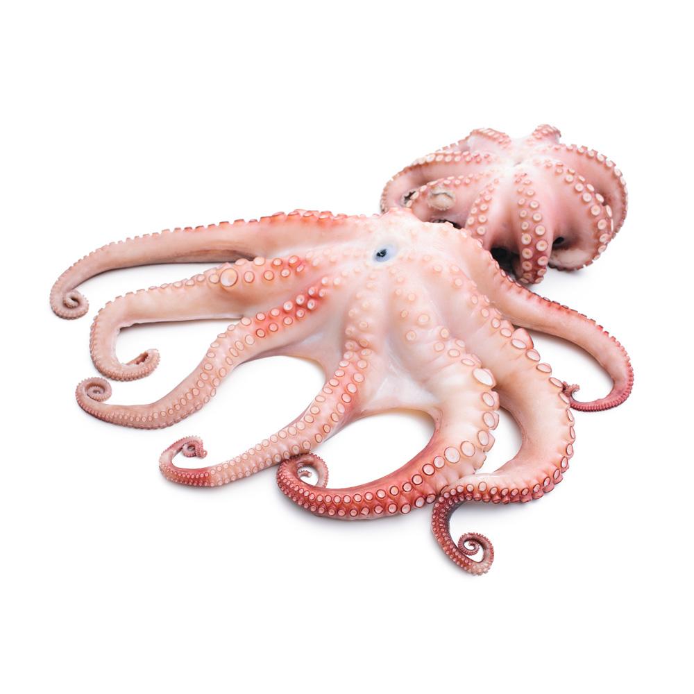 Product Octopus – Hilo Fish Co. image