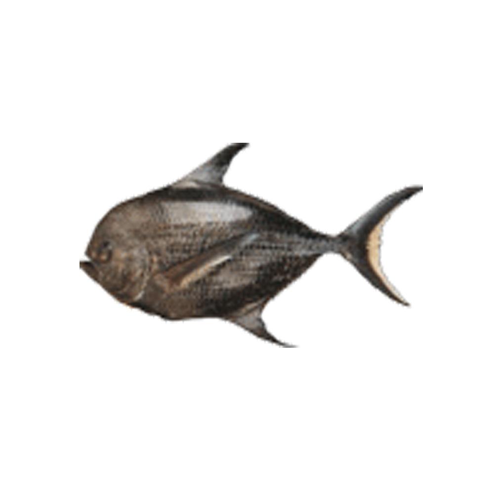 Product Fresh Sickle Pomfret (Monchong) – Hilo Fish Co. image