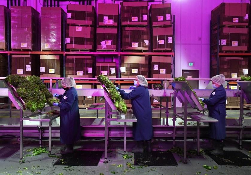 Product New indoor, vertical farm in Aurora offers look at high-tech future for food production - Kalera image