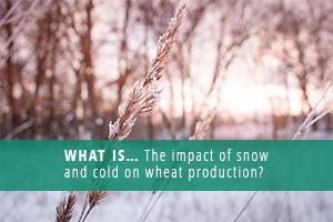 Product WHAT IS... The impact of snow and cold on wheat production - METOS® by Pessl Instruments image