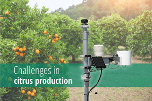 Product Challenges in citrus production - METOS® by Pessl Instruments image