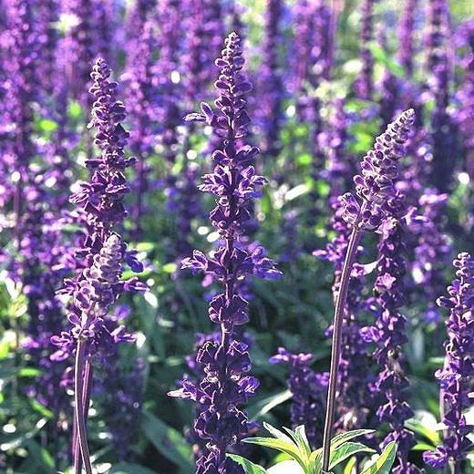 Product Flowers: Salvia Evolution Violet Plants - Mountain Harvest Organics image