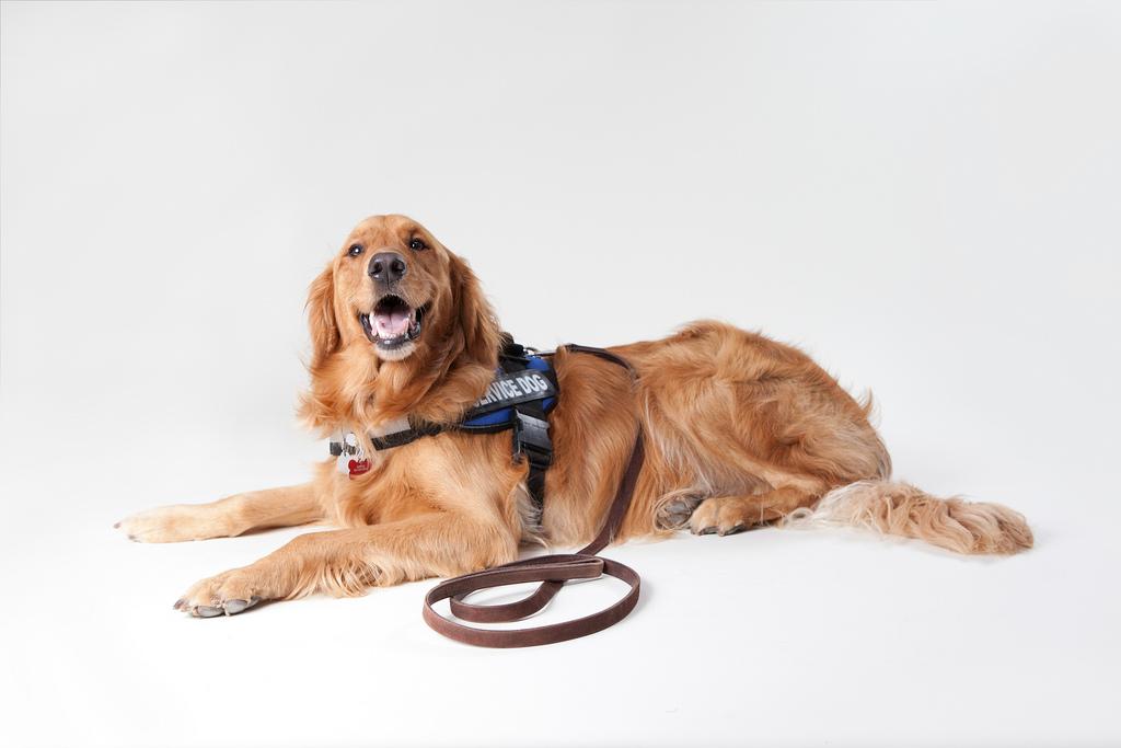 Product Dogs as Service Animals – The new ADA Requirement image