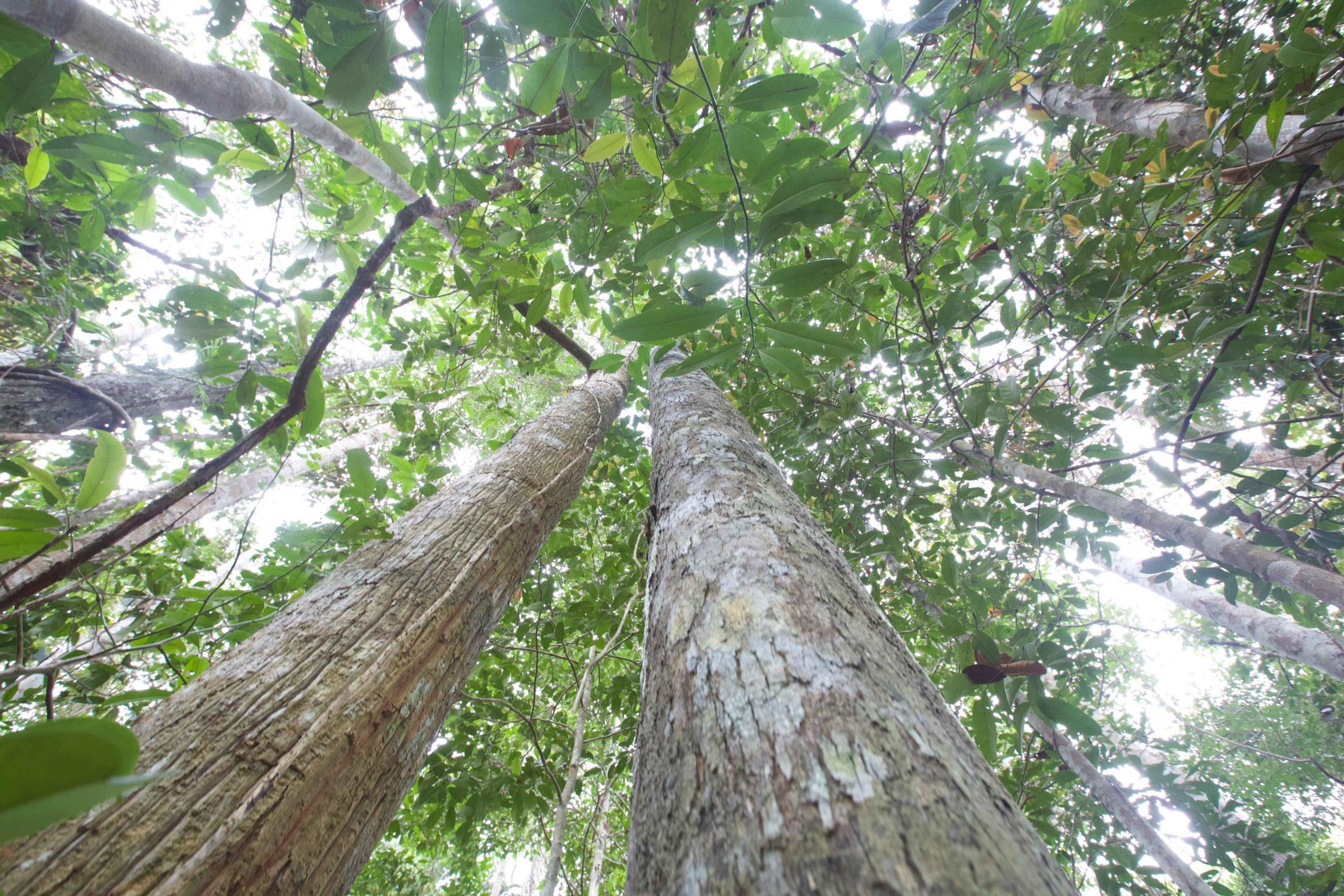 Product: The Katingan Mentaya Project protects Indonesian peatland forests | Katingan Mentaya Project