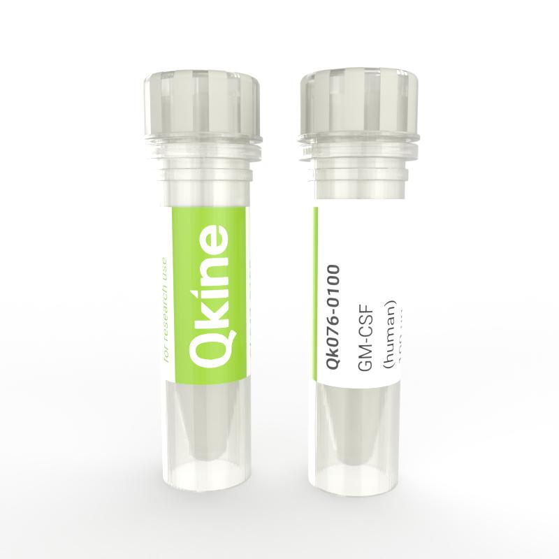 Product Human recombinant GM-CSF | Animal-free | Myeloid cells | Qkine image
