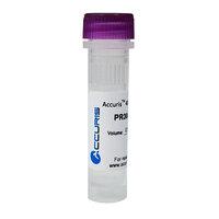 Product 
    40mM dNTP Mix, ready-to-use, 10mM/5μmol each, 0.5ml - WhiteSci image