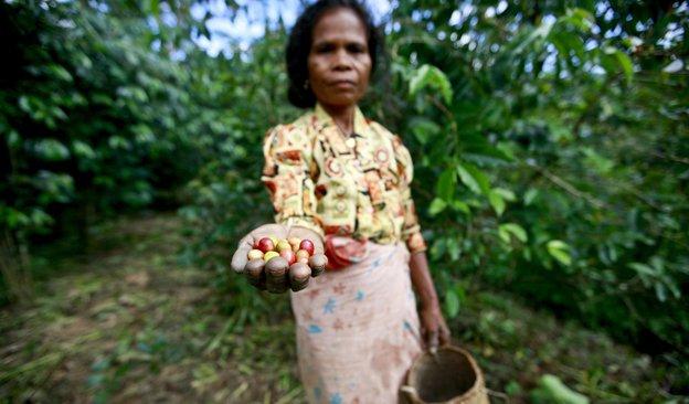 Product Improving Coffee and Agroforestry Livelihoods in Timor-Leste - STiR Coffee and Tea Magazine | Global Business Insight on Coffee and Tea image