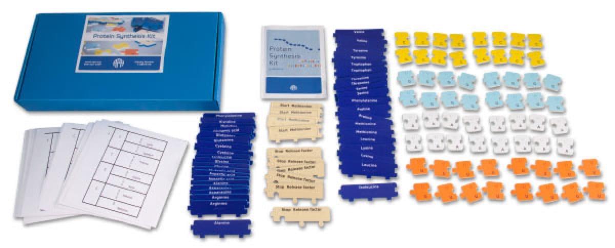 Product Protein Synthesis Kit | American Printing House image