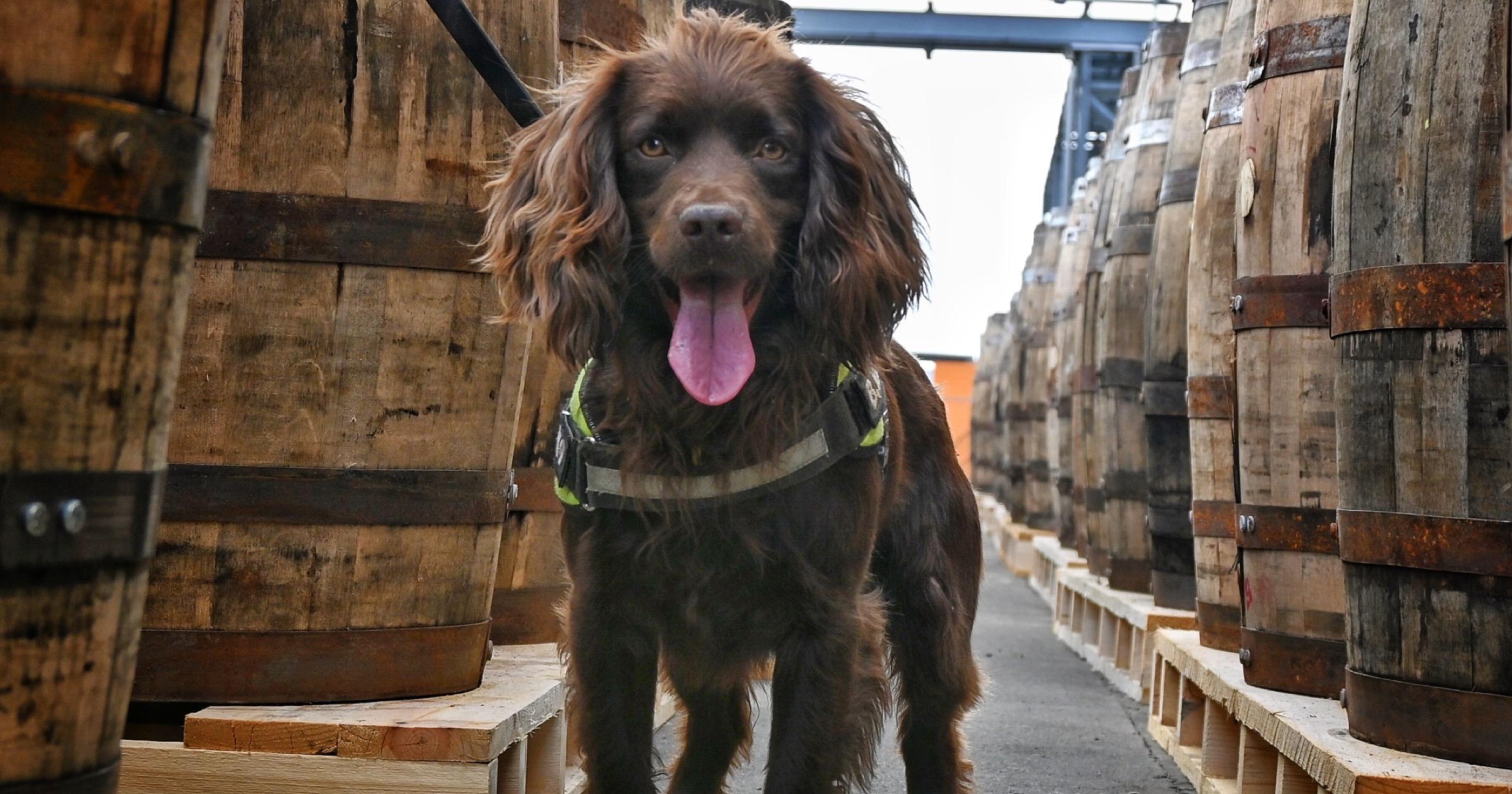 Product Grant's Whisky Dog Project  | B.W.Y Canine Ltd image