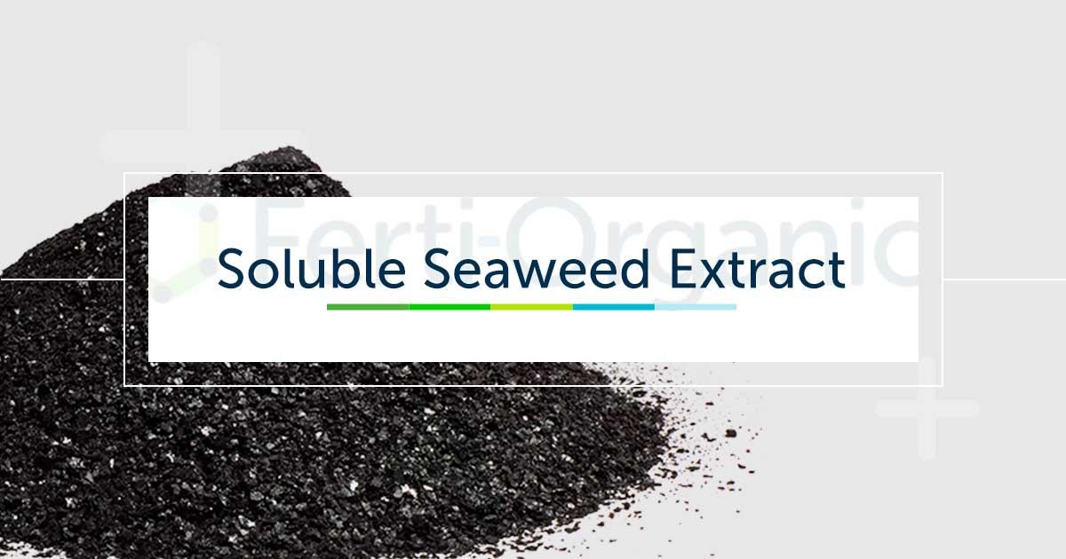 Product Soluble Seaweed Extract oregon is derived from fresh seaweed california | Ferti Organic image