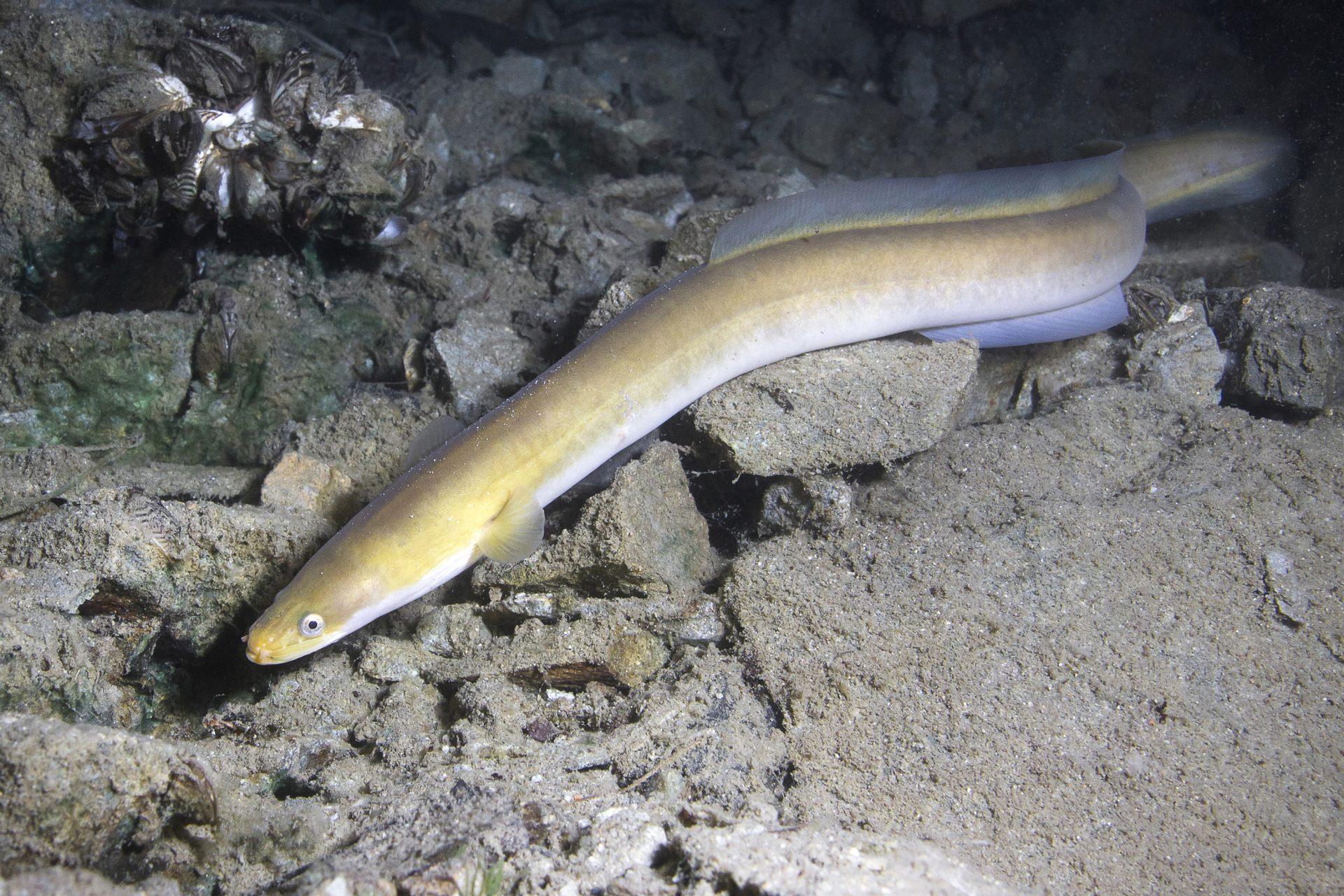 Product European eel genome - Future Genomics Technologies image