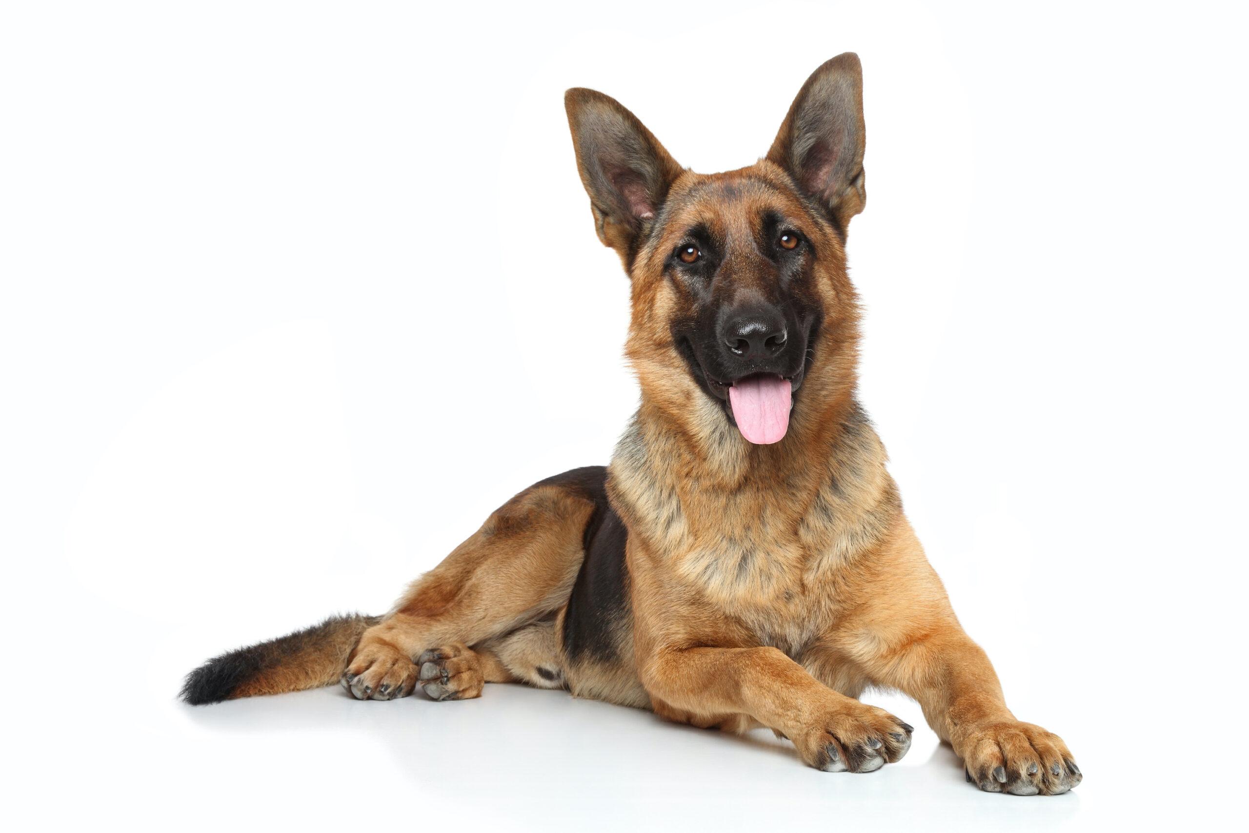 Product German Shepherd Dog - GenSol Diagnostics image