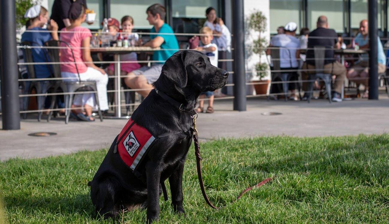 Product: QuadraMed Partnered Up with Service Dogs of Virginia