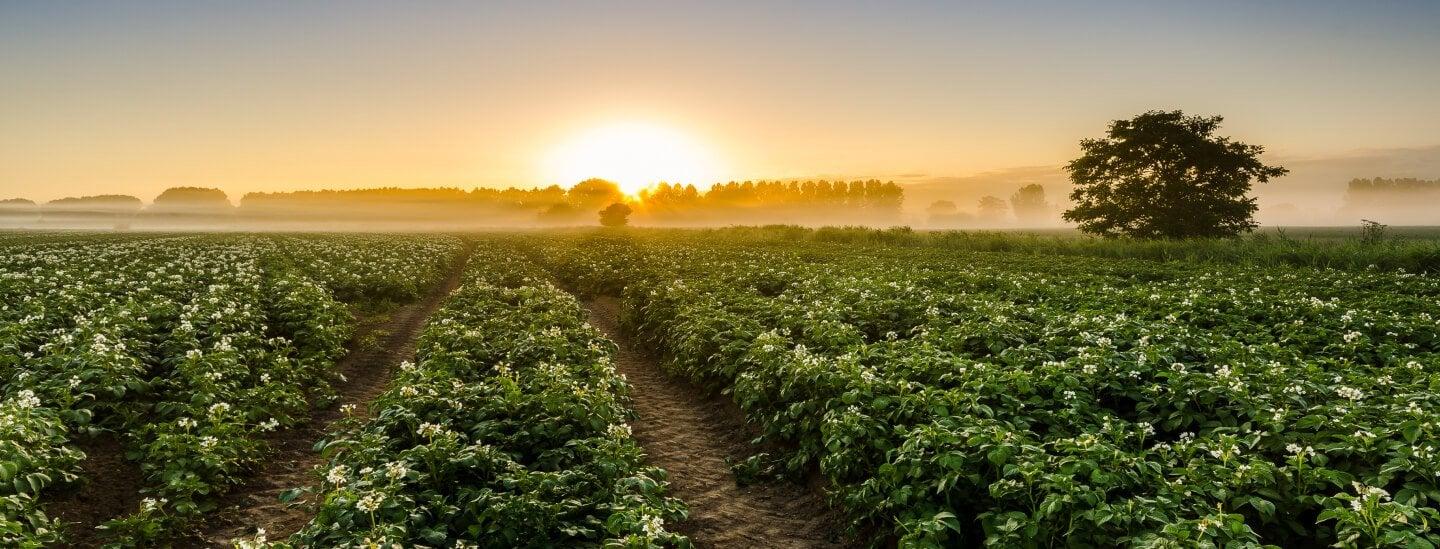 Product: Danish potato protein to improve plant-based meat solutions