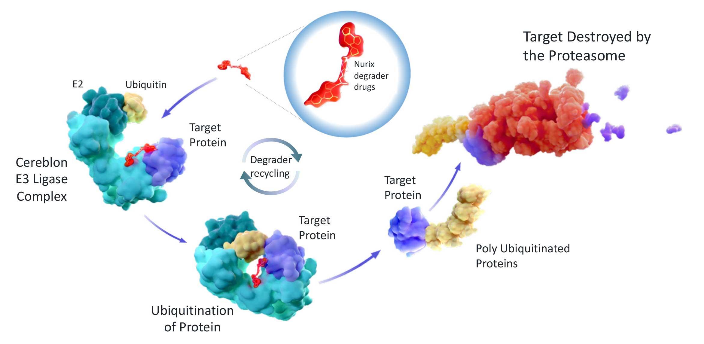 Product Targeted Protein Degradation | Nurix image