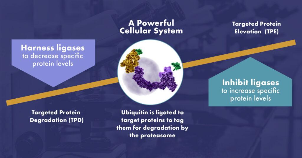 Product Targeted Protein Modulation | Nurix image