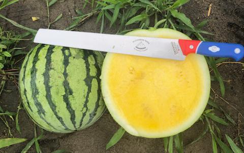 Product Tropical Honey Watermelon (Not Treated) | Seedway image