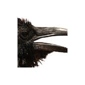 Raven's Eye's Logo