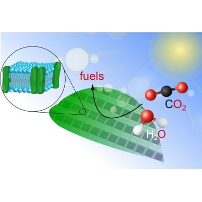 US-Germany Workshop Series on Artificial Photosynthesis's Logo