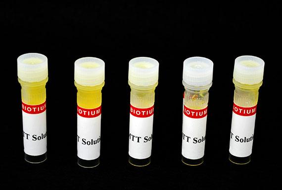 Product MTT Cell Viability Assay Kit - Biotium image