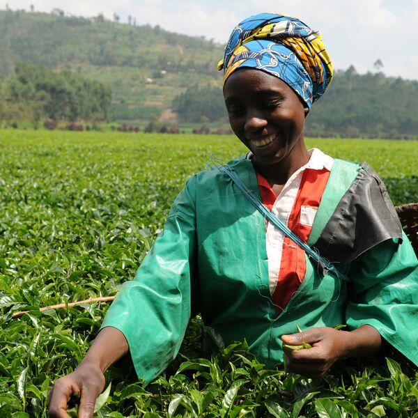 Scaling up Responsible Digital Payments in the Rwandan Tea Sector · Better Than Cash Alliance
