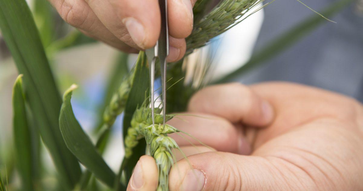 A new dawn in plant breeding:… | Australian Grain Technologies