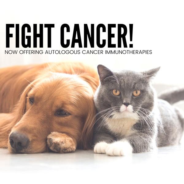 Image for Cancer Immunotherapy For Pets | Dogwood Veterinary Hospital