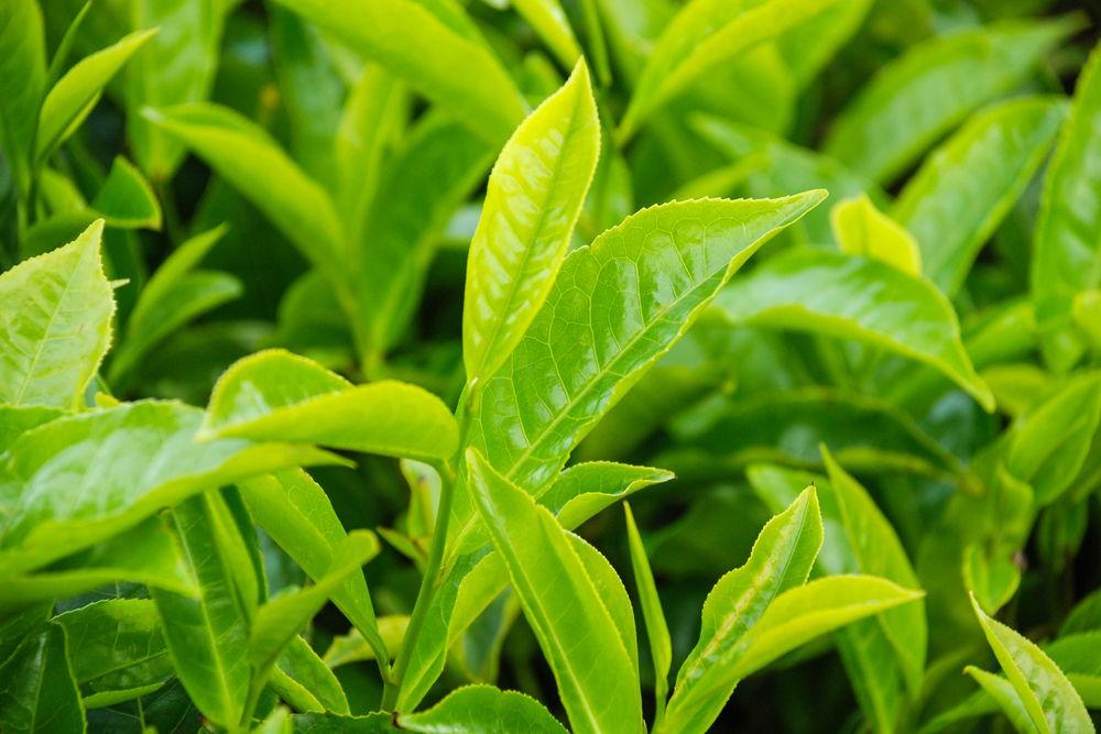 Product The productivity of tea plantations in Zagatala will increase - NPC Agro image