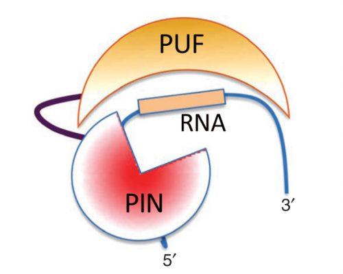 RNA Interference - Antisense Oligonucleotide - Enzerna's Technology