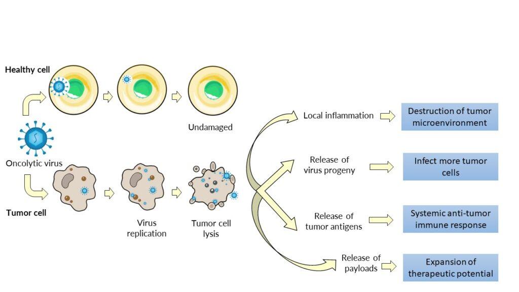 Oncolytic Virotherapy - Virogin