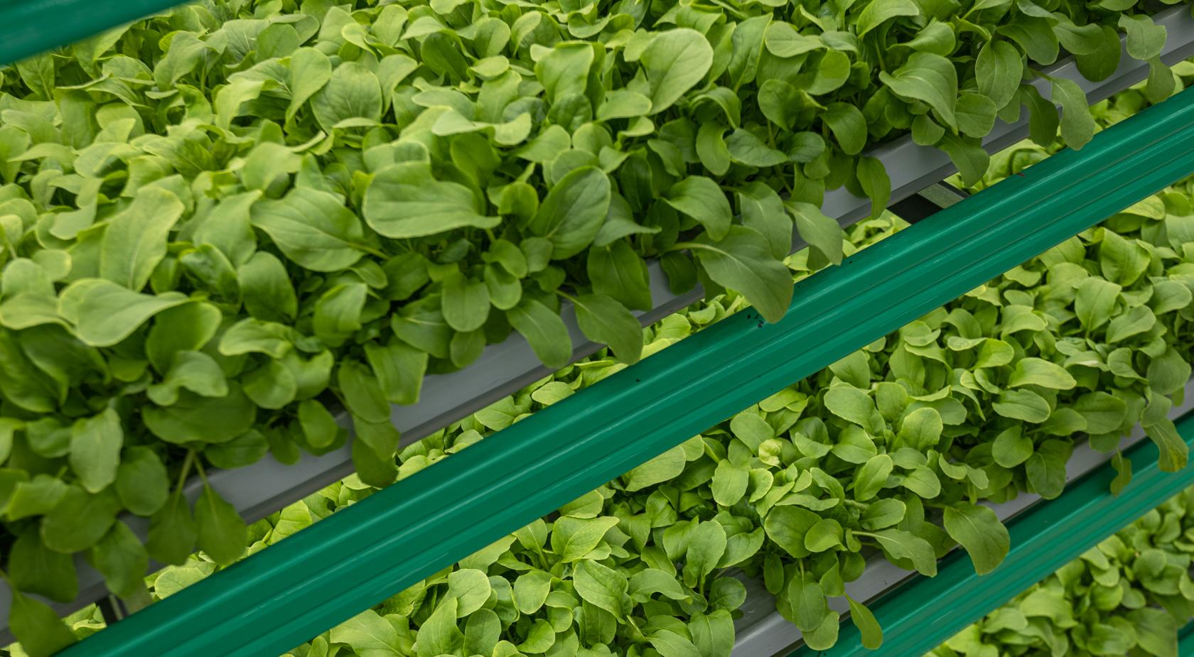 Product Grow Leafy Greens and Salads with Vertical Farming Technologies by iFarm image