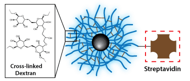 Dextran CLIO Magnetic Nanoparticles - Streptavidin | Luna Nanotech