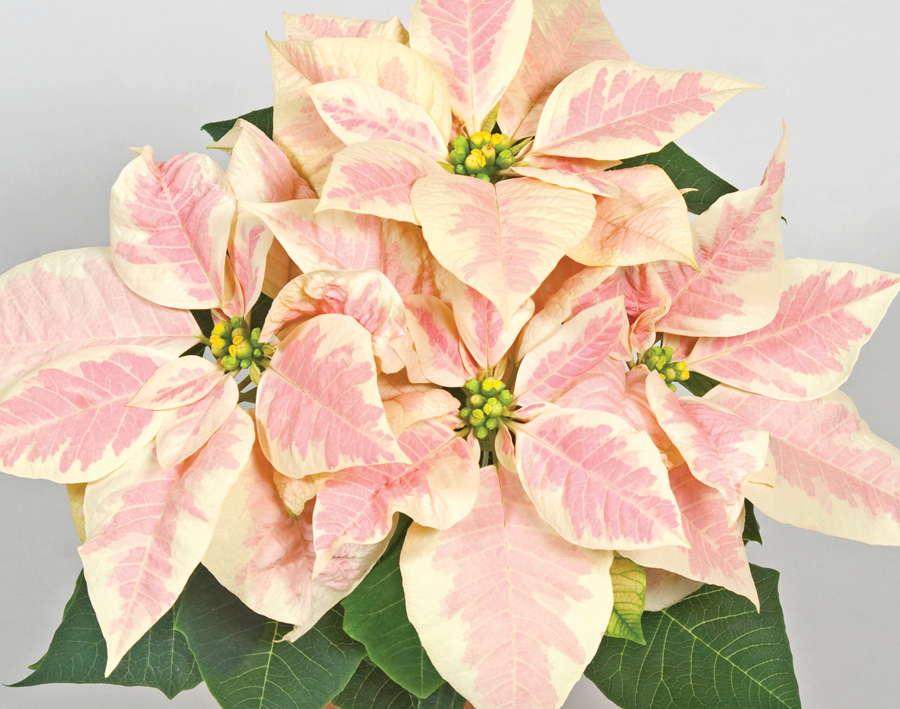 Product Tips For Poinsettia Production - Greenhouse Grower image