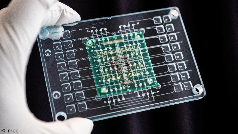 Image for Organ-on-a-chip technology | imec