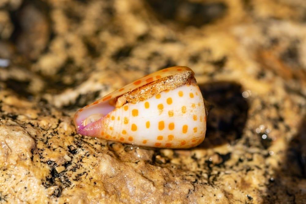 Product Venomous Sea Snail Could Hold Key To Better Insulin For Diabetics image