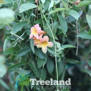 Product TANGERINE CROSSVINE (Bignonia capreolata 'Tangerine Beauty') - Treeland Nurseries image