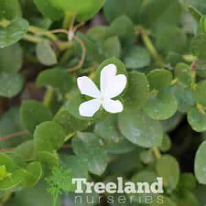 Product TUTTLEI NATAL PLUM (Carissa macrocarpa 'Tuttle') - Treeland Nurseries image