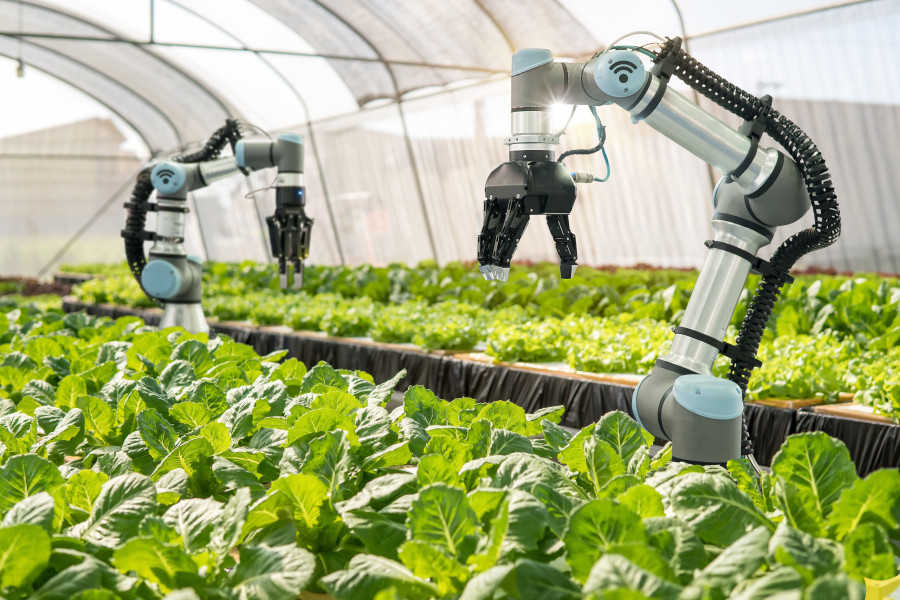 Roboterarme auf einem Bauernhof, sie jäten Kopfsalat