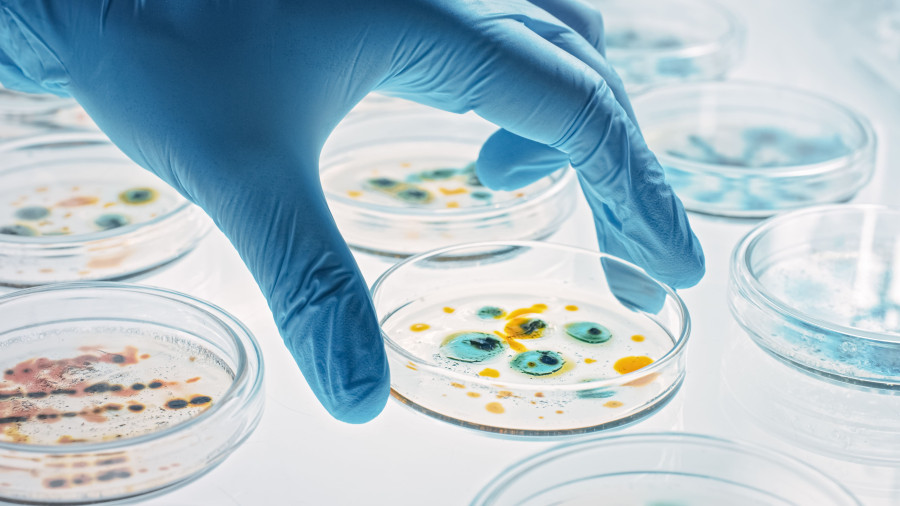 A petri dish in a laboratory inside which cultures can be seen. A hand with a rubber glove reaches for it